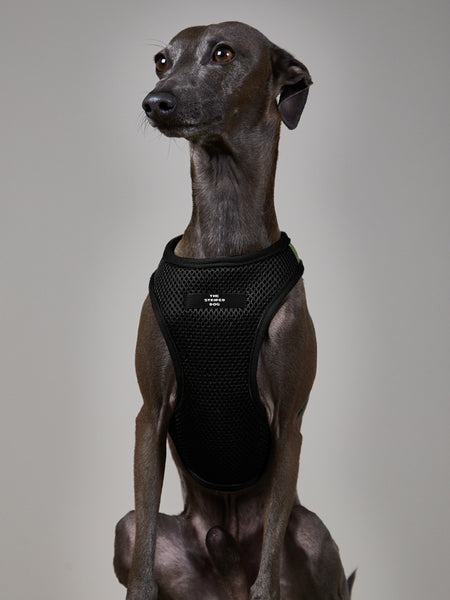 Harness for outlet whippet puppy