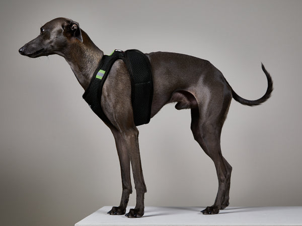 Trendy 2025 whippet harness