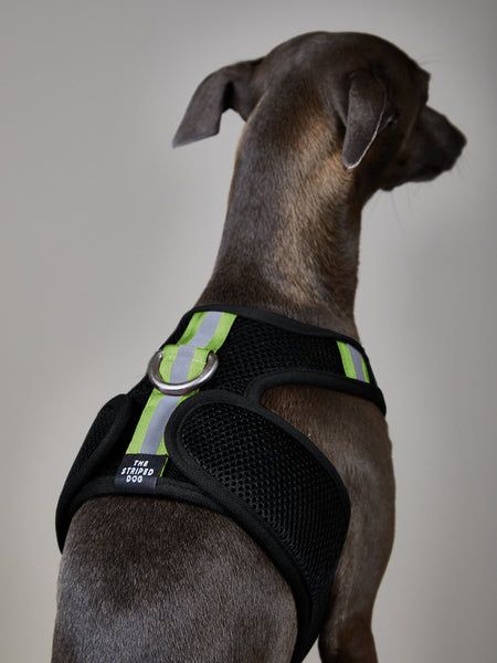 Harness for clearance whippet puppy