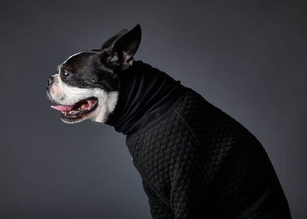 Black Textured Turtleneck Sweater for Dogs – The Striped Dog