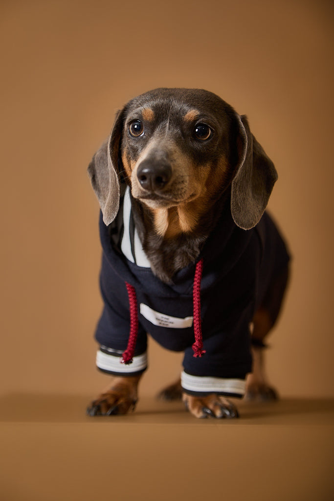 Cool navy hoodie for Dachshunds