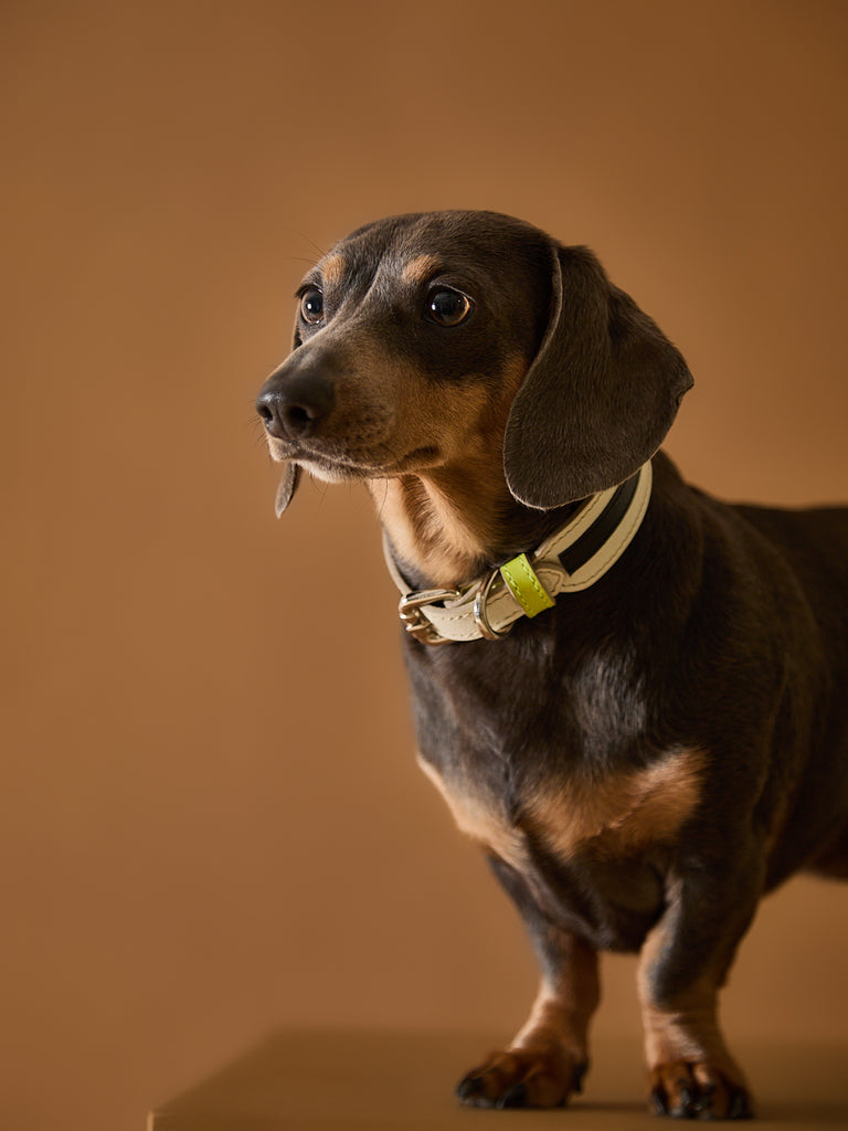 Leather collar for Dachshunds