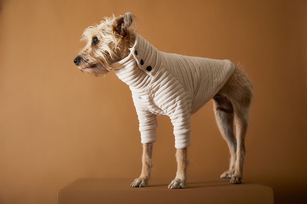 Stylish dog clothing