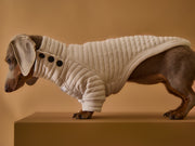 Dachshund wearing a stylish quilted sweater