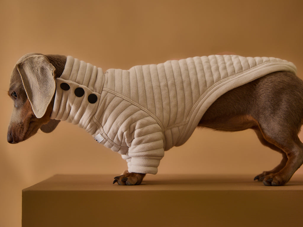 Dachshund wearing a stylish quilted sweater