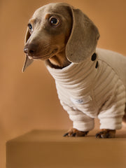 Dachshund wearing a sand quilted sweater