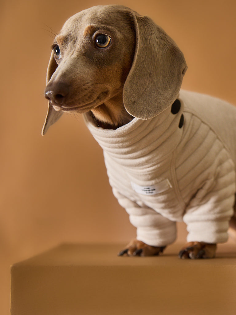 Dachshund wearing a sand quilted sweater