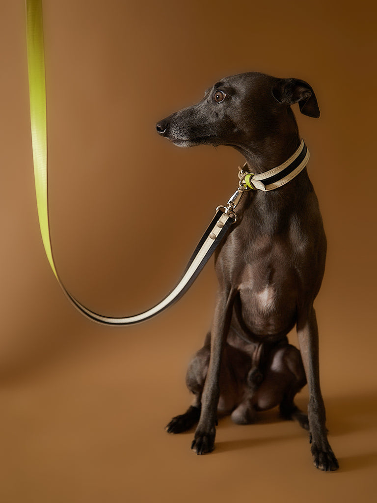 Italian Greyhound wearing a leather collar