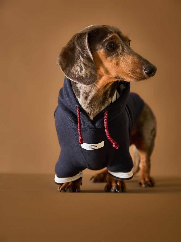 Cool navy hoodie for Dachshunds