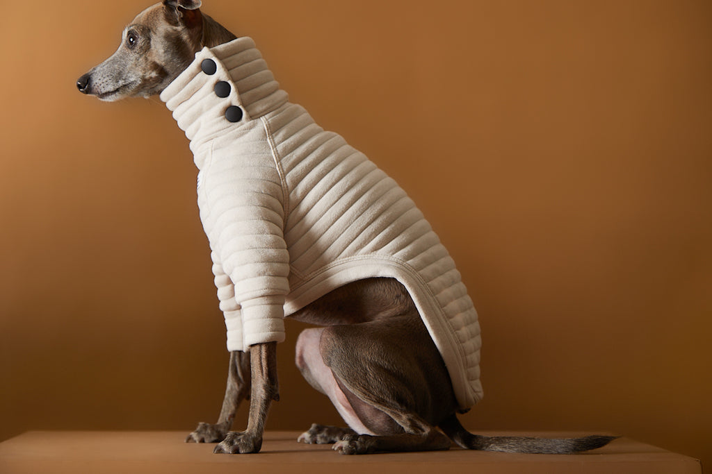 Italian Greyhound in sand quilted sweater