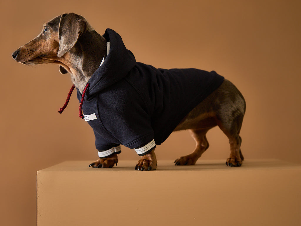 Cool sweater for Dachshunds