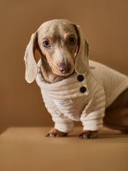 Dachshund clothing