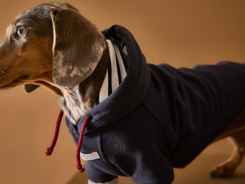 Dachshund wearing a navy hooded sweater