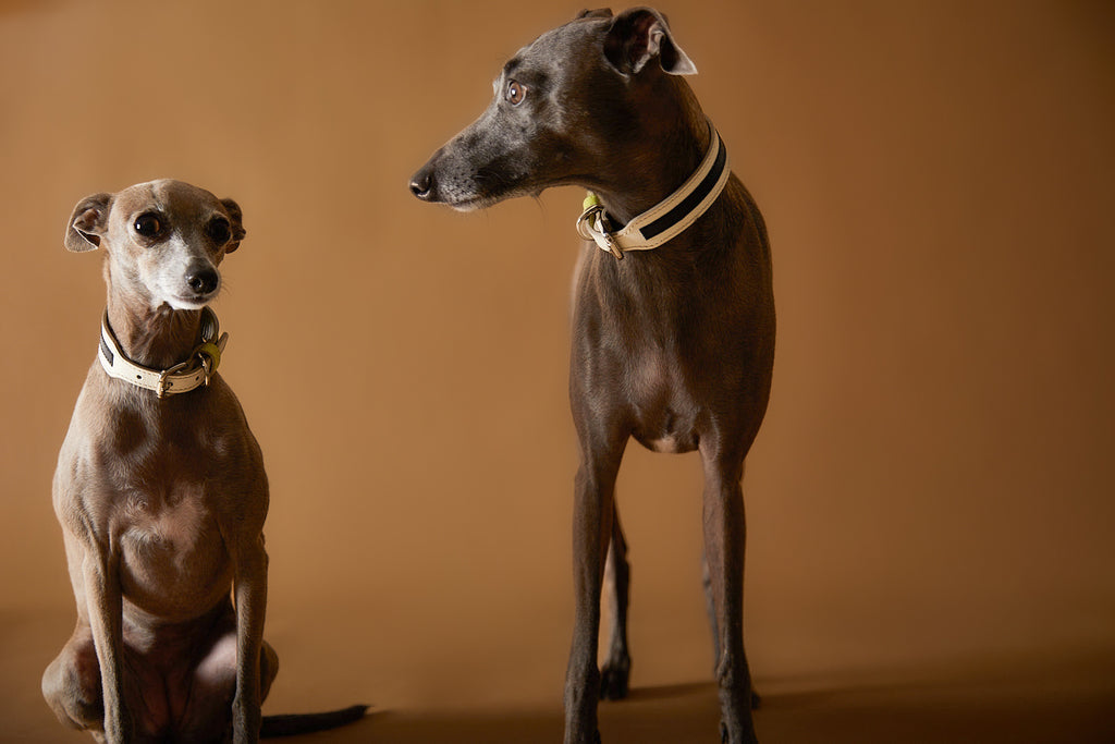 Italian Greyhounds wearing neon leather collar