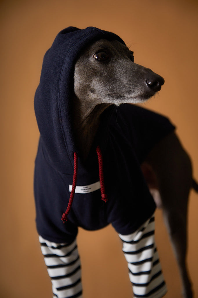 Navy sweater with striped sleeves for Italian Greyhound and Whippet