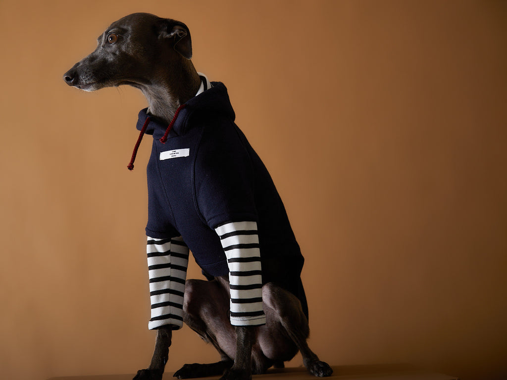 Cool sweater for Italian Greyhounds