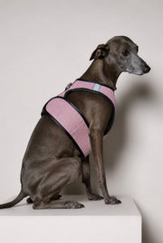 Italian Greyhound / Whippet Pink & Black Mesh Harness COBBLESTONE