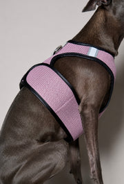 Italian Greyhound / Whippet Pink & Black Mesh Harness COBBLESTONE