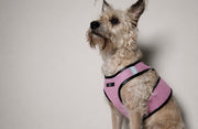 Standard Pink & Black Mesh Harness COBBLESTONE