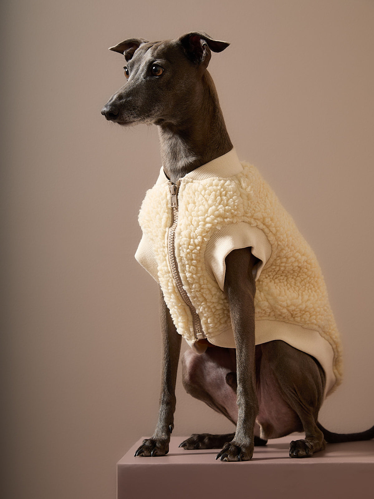 Ivory Sherpa Vest for Italian Greyhound and Whippet – The Striped Dog