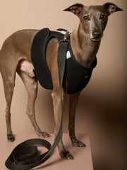 Italian Greyhound / Whippet Black Neoprene Harness DRIFT