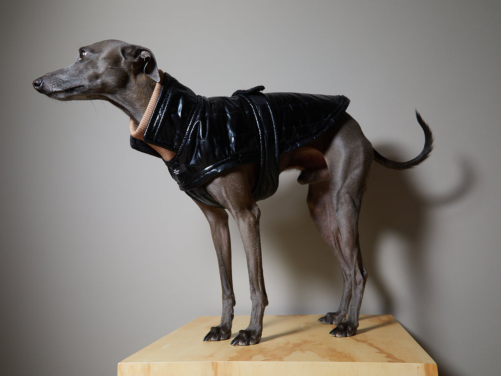 Italian Greyhound / Whippet Black Waterproof Turtleneck Jacket VENICE
