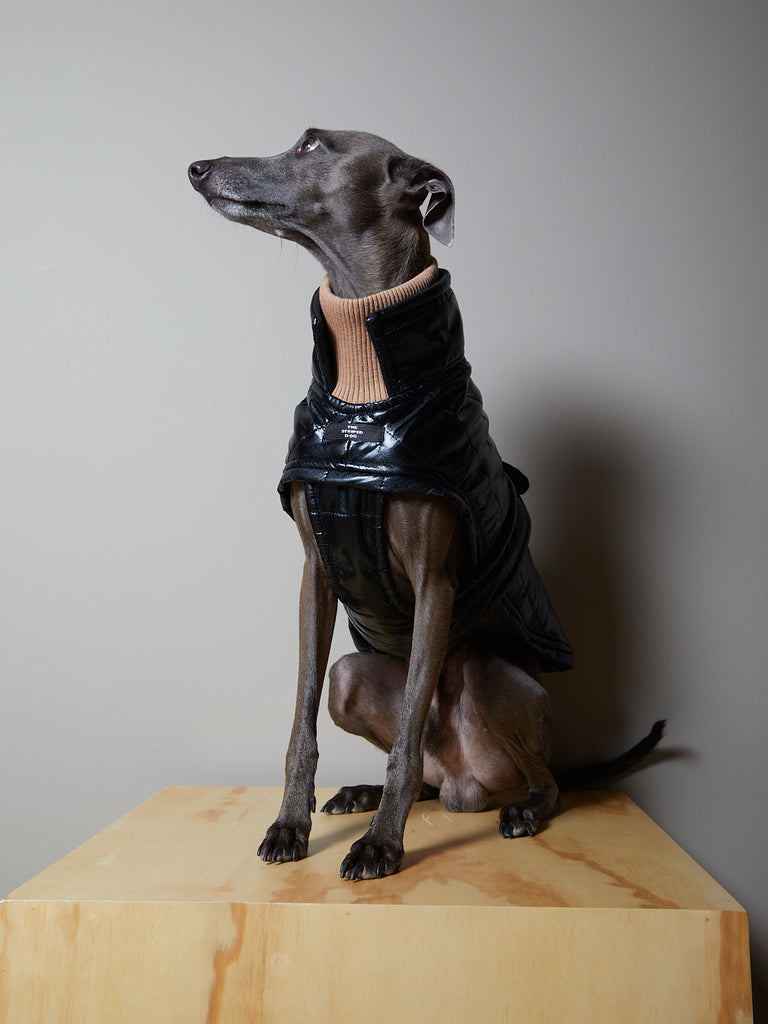 Italian Greyhound / Whippet Black Waterproof Turtleneck Jacket VENICE