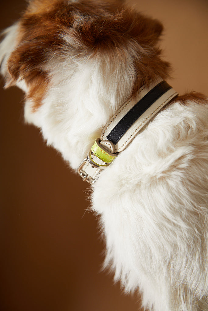 Leather collar for dogs