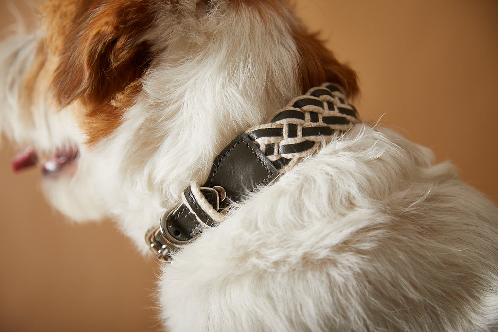 Braided collar for dogs