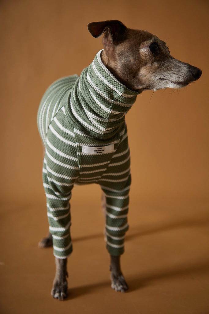 Italian greyhound & whippet clothes / iggy clothes / Dog hoodie