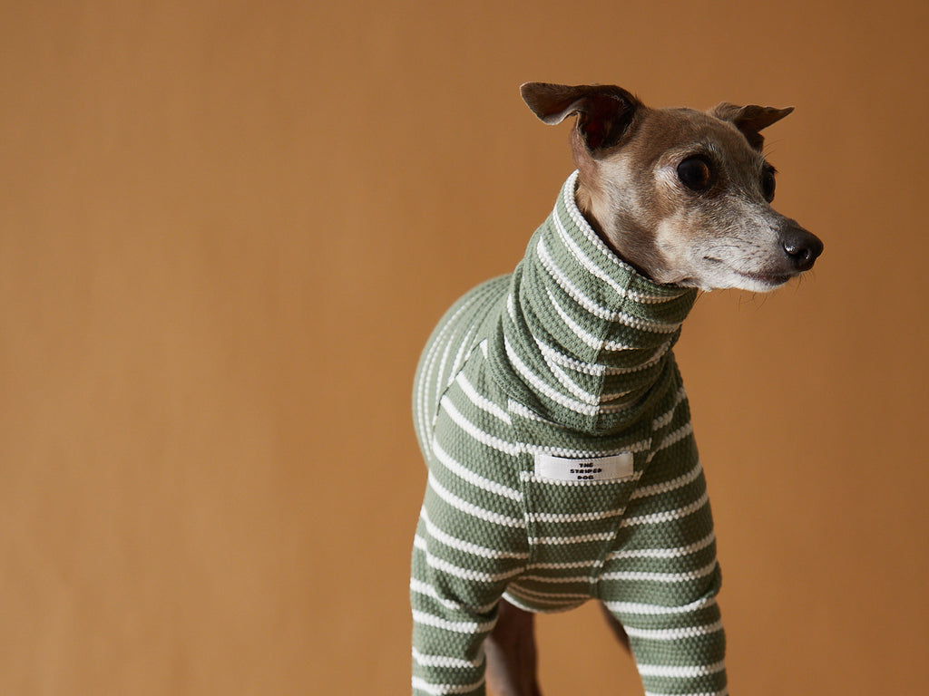 Italian Greyhound / Whippet Green and White Striped Textured Turtleneck Sweater NOEL