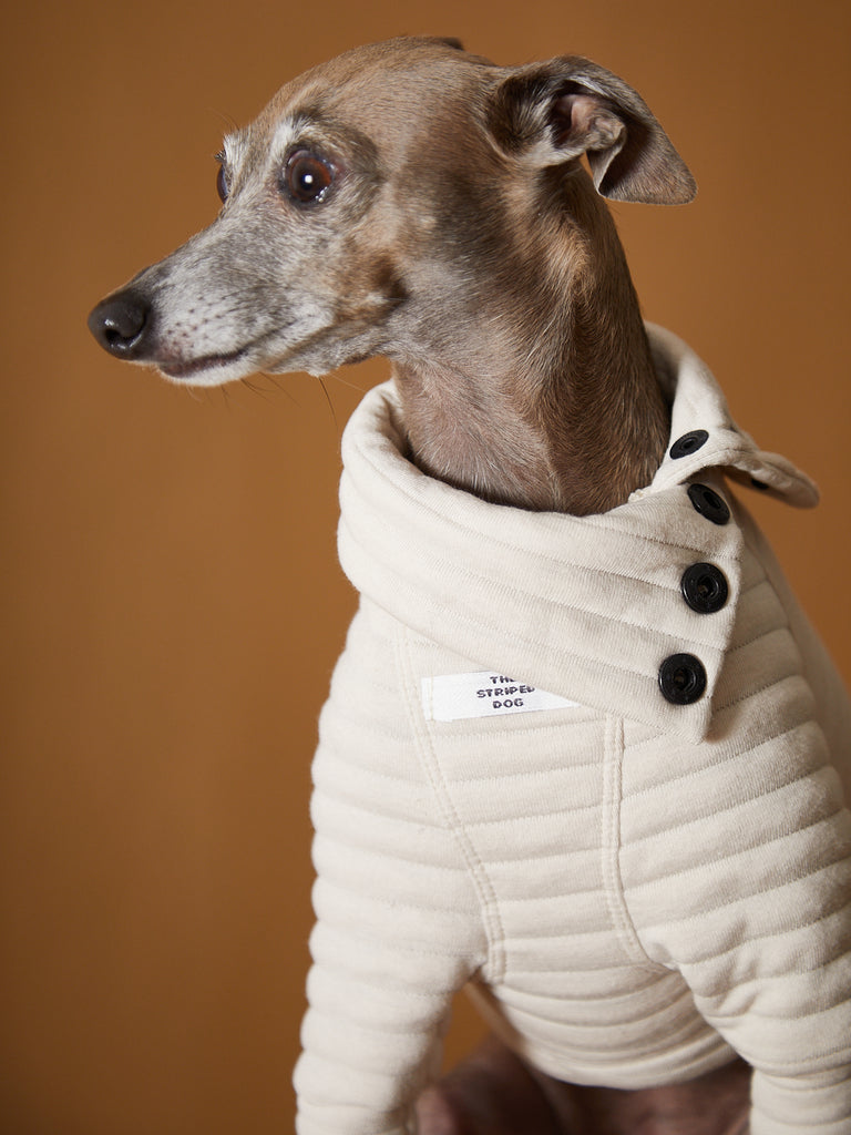 Stylish Italian Greyhound in sand quilted sweater