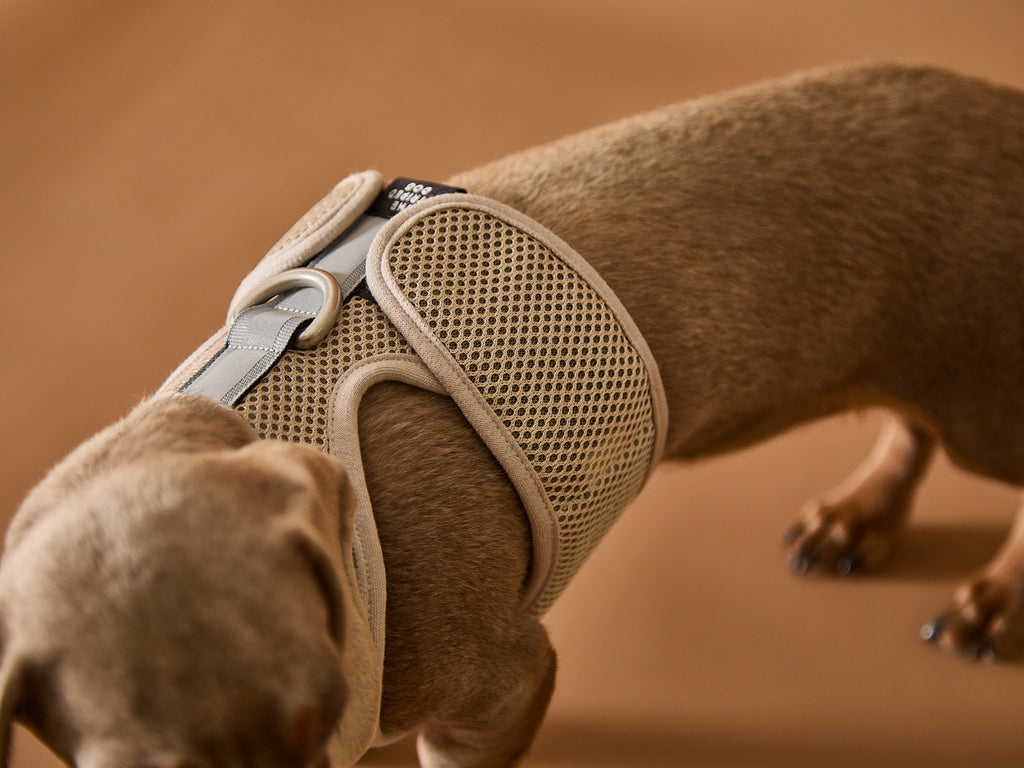 Mesh neoprene harness for dogs