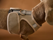 Mesh neoprene harness for dogs