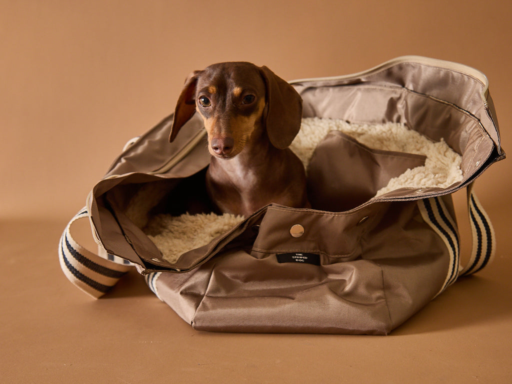 Dachshund in a cozy and furry dog carrier