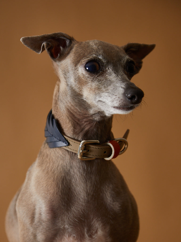 Italian greyhound wearing a leather fishbone collar