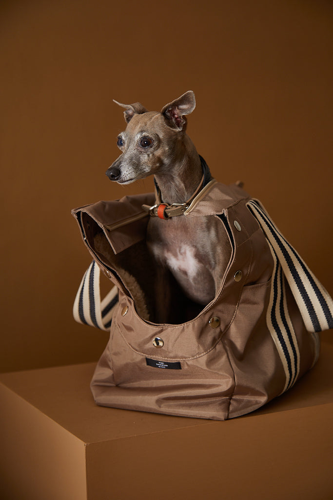 Italian Greyhound in a dog carrier