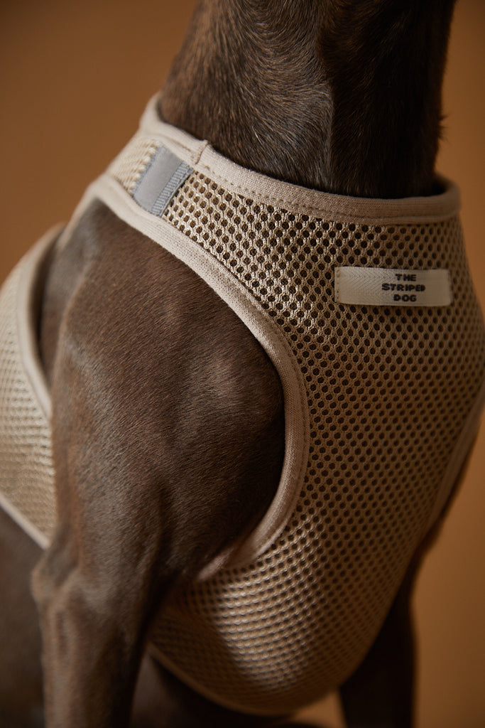 Mesh neoprene harness for Italian Greyhound