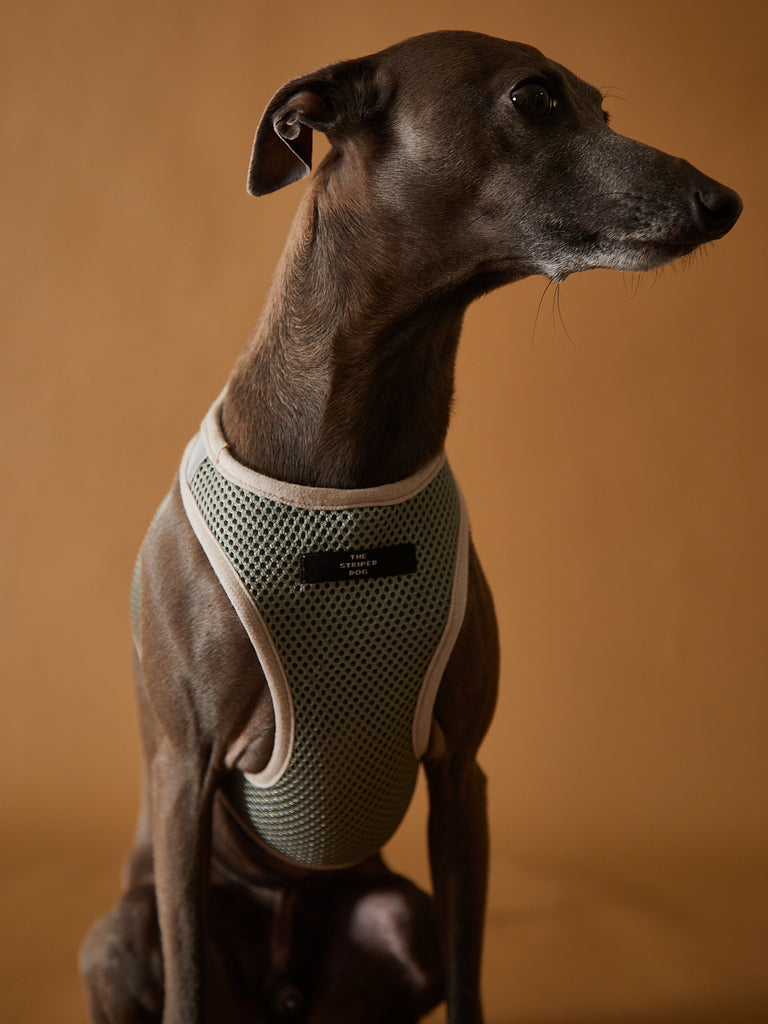 Mesh neoprene harness for Italian Greyhound