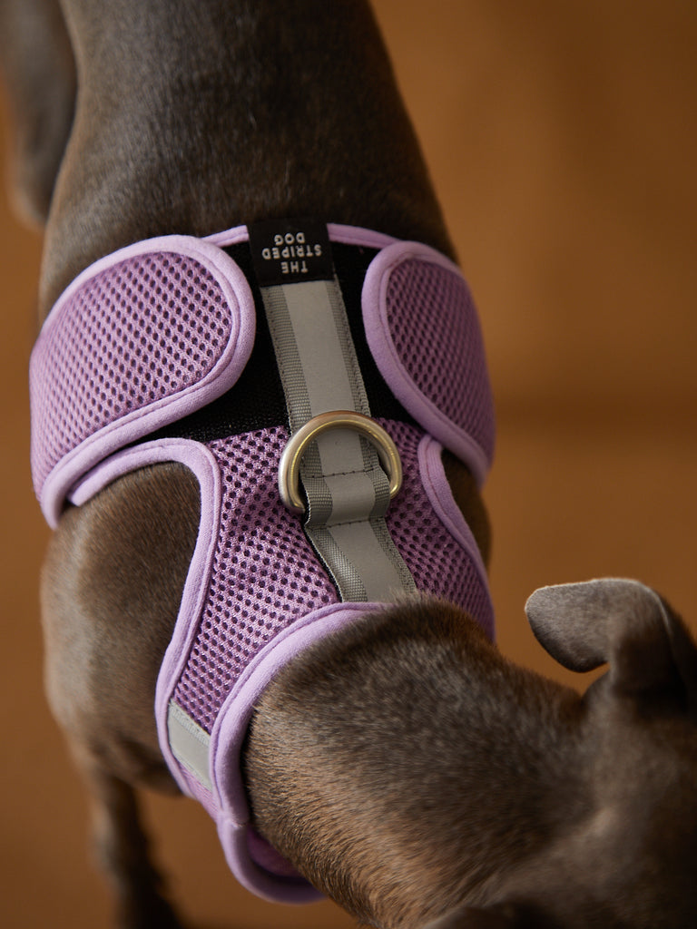 Italian Greyhound / Whippet Lilac Neoprene Harness with Reflective Stripe CLAREMONT