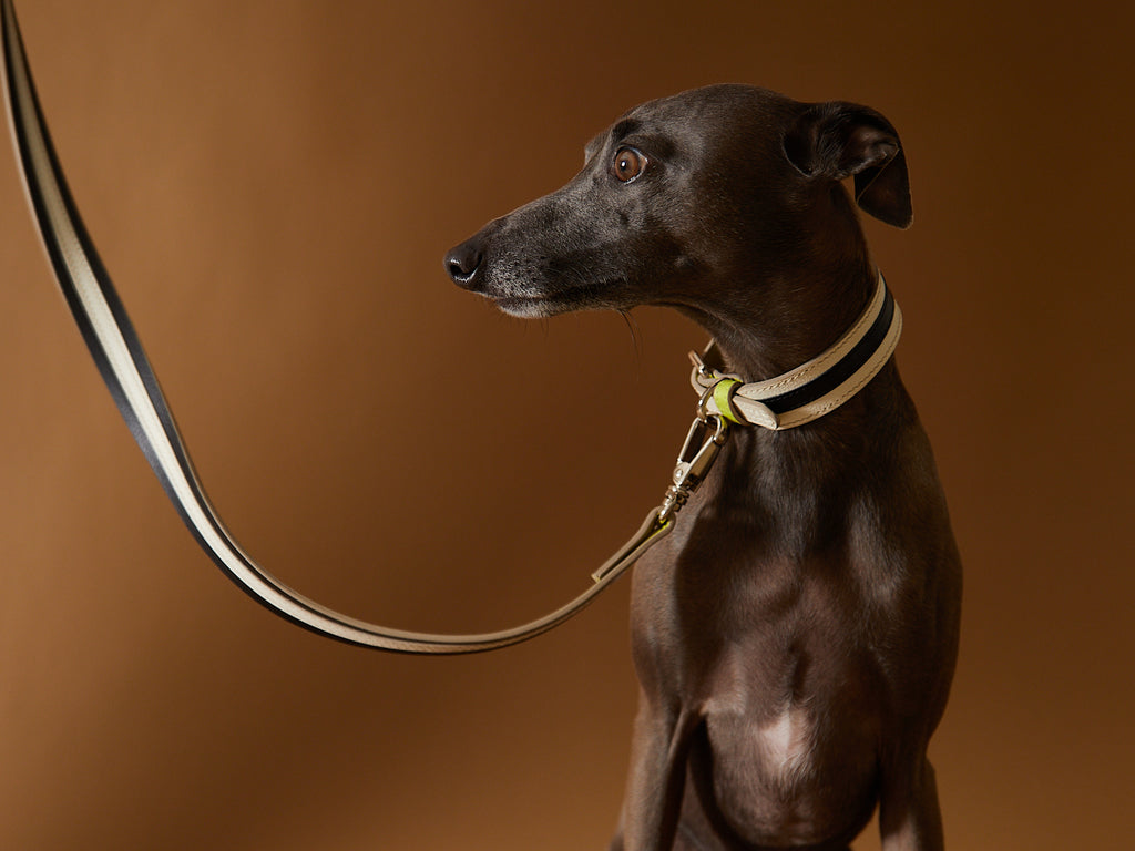 Italian Greyhound wearing a leather collar and leash set