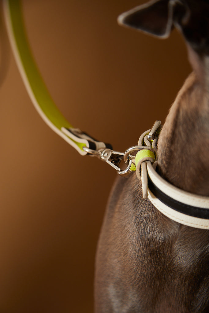 Leather collar for dogs