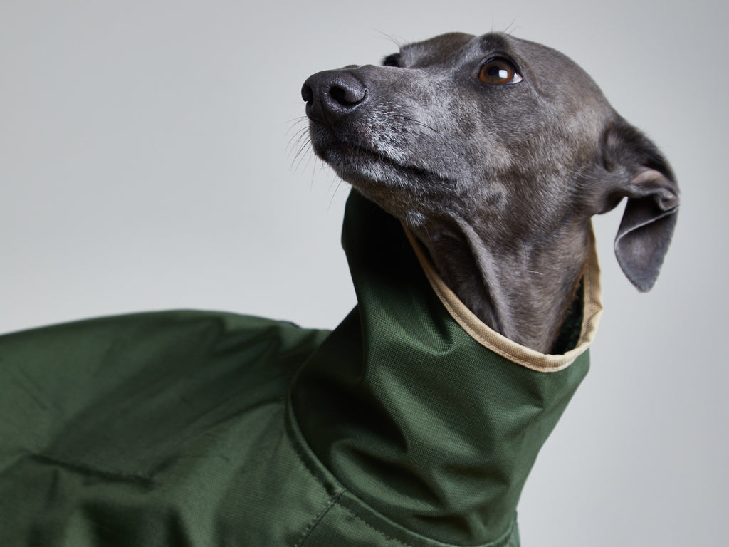 Italian Greyhound / Whippet Green Waterproof Hooded Cape PARAMOUNT