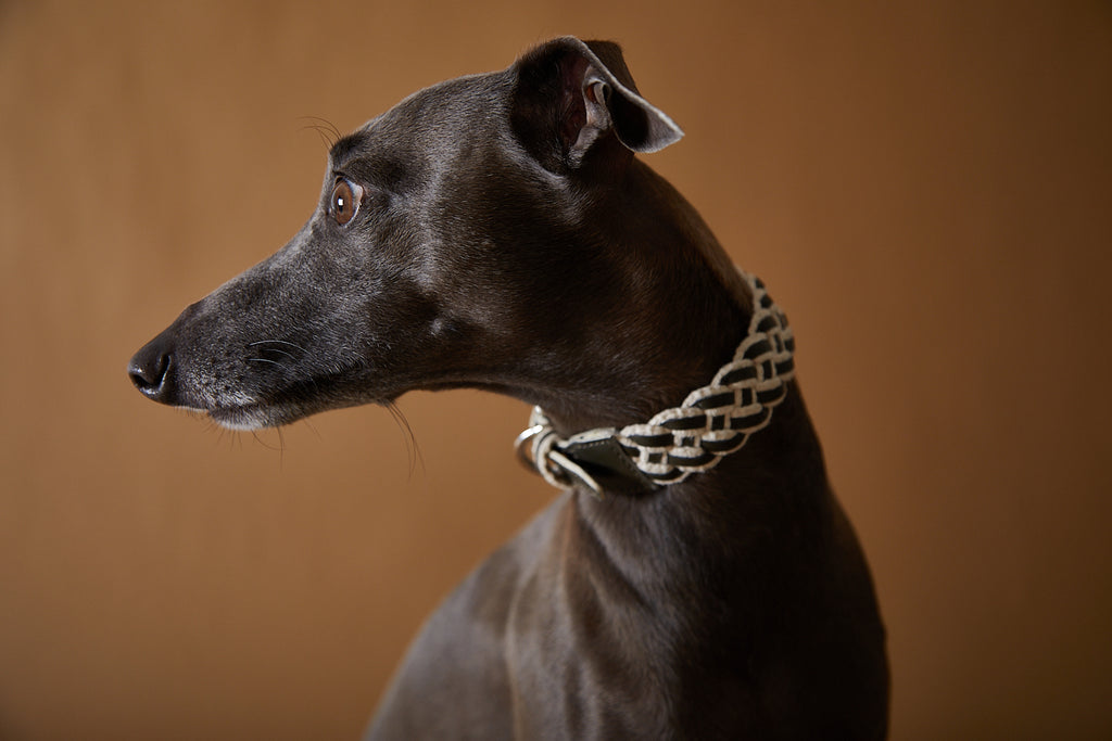 Italian Greyhound wearing a braided collar