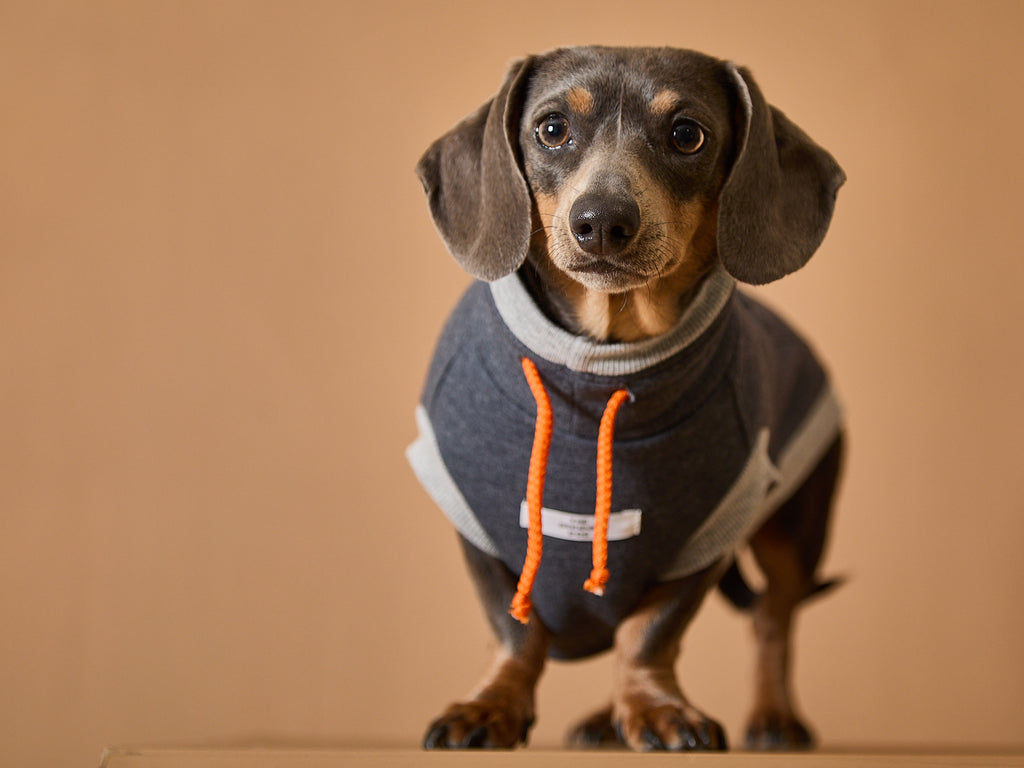 Dachshund Dark Grey Turtleneck Vest SOPHIE