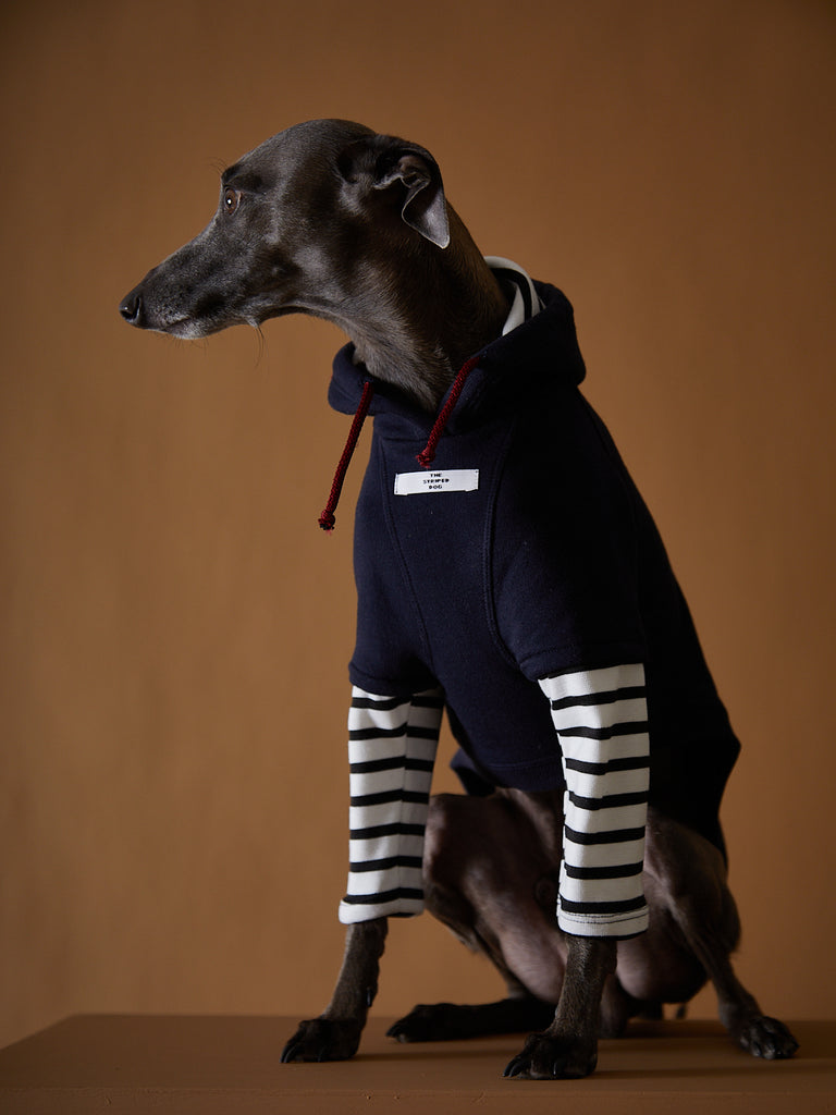 Italian Greyhound wearing a navy hoodie