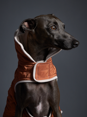Italian Greyhound wearing a quilted terracotta jacket for stylish warmth in chilly weather