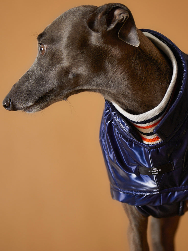 Italian Greyhound / Whippet Blue Waterproof Turtleneck Jacket RUE