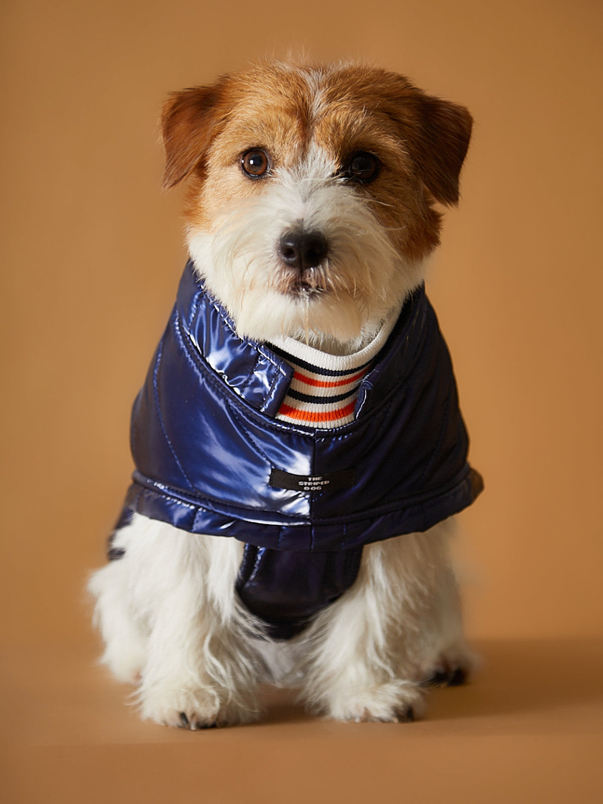 JACKETS – The Striped Dog