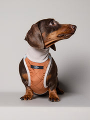 Dachshund Terracotta Quilted Turtleneck Harness GADE